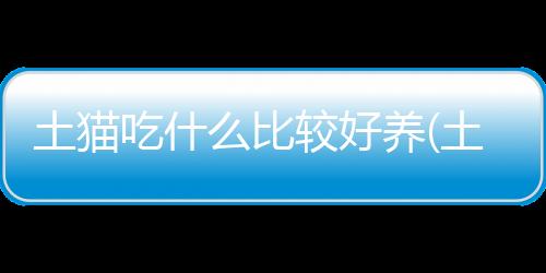 【】如何科学地喂养土猫