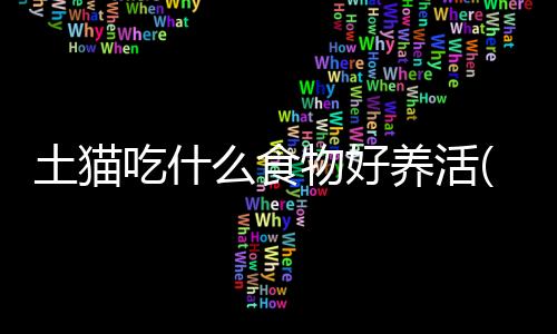 【】适合养一些本地土猫