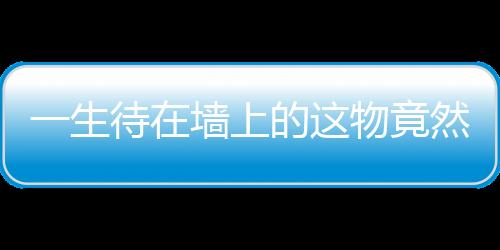 【】不多久枝枝蔓蔓就爬满了院墙