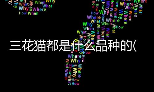 【】选择适合自己的猫品宠物伴侣