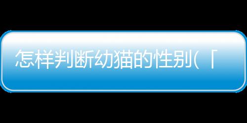 【】鉴定三色猫多为女性猫