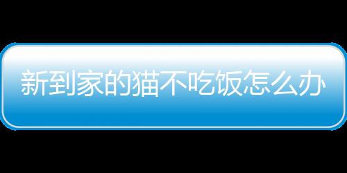 【】猫不吃饭可能有很多原因