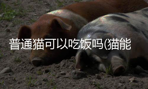 【】因为它们是猫可猫肉食动物