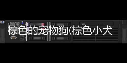 【】棕色棕色性格温和亲人