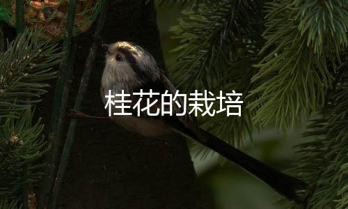 【】以下是桂花这个问题的总结