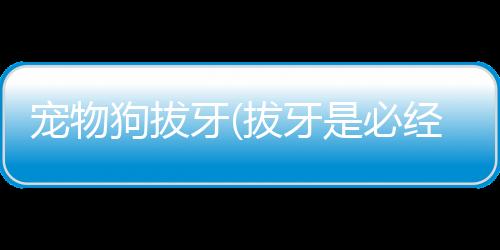 【】以确保宠物狗安全无恙