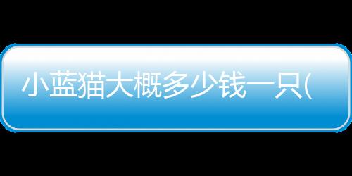 【】摘要：本文讨论小蓝猫价格