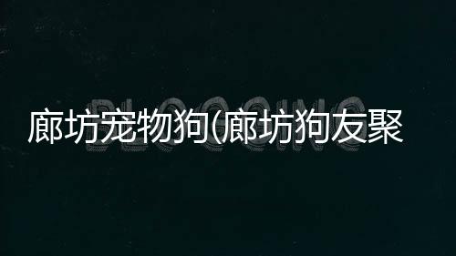 【】了解狗狗的需求和偏好