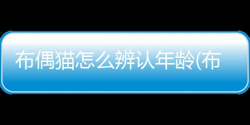 【】包括常用的猫辨方法和技巧