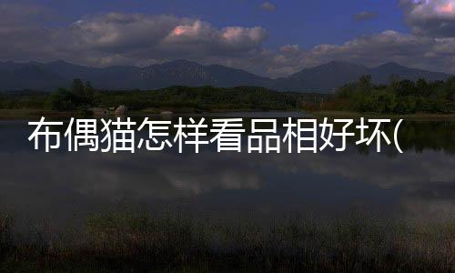 【】布偶内容具体分为四个方面