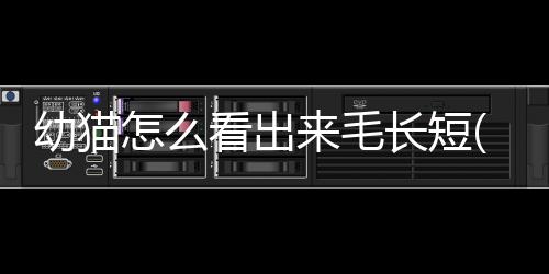 【】因此在鉴别幼猫毛发长短时