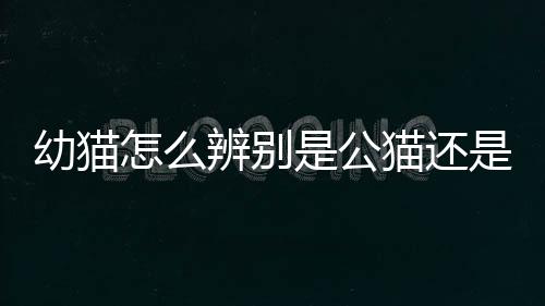 【】猫简猫性最后总结本文观点